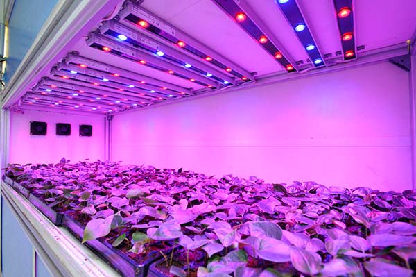 TLI LED-Plants Lighting LED 2